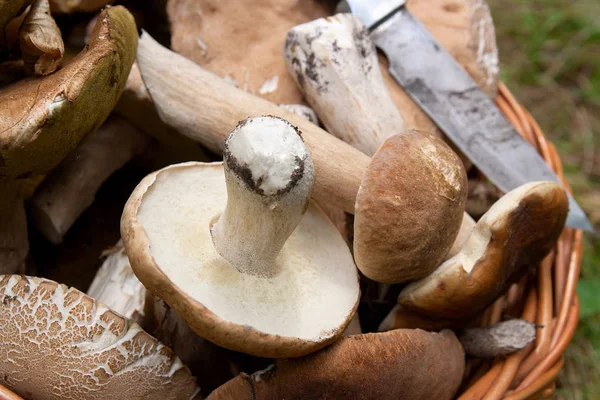 Karljohanssvamp (Boletus edulis, cep, penny bulle, Karl Johan eller ki — Stockfoto