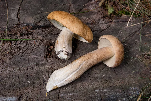 Verschillende porcini paddestoelen (Boletus edulis, cep, penny broodje, porci — Stockfoto