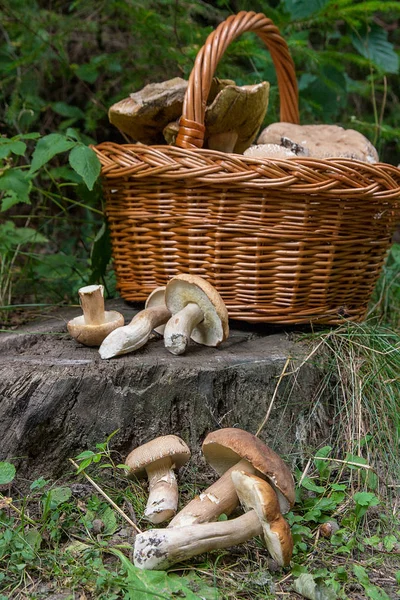 Grupper av Karljohanssvamp (Boletus edulis, cep, penny bulle, por — Stockfoto