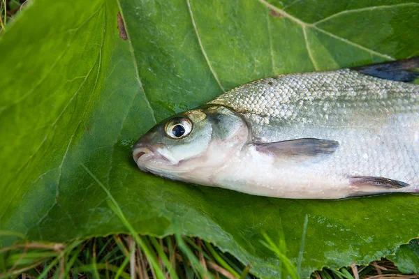 Pescado de agua dulce único besugo común sobre fondo natural —  Fotos de Stock