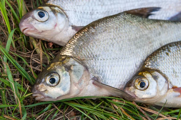 Tatlı su ortak çipura ve beyaz çipura veya gümüş çipura balık 