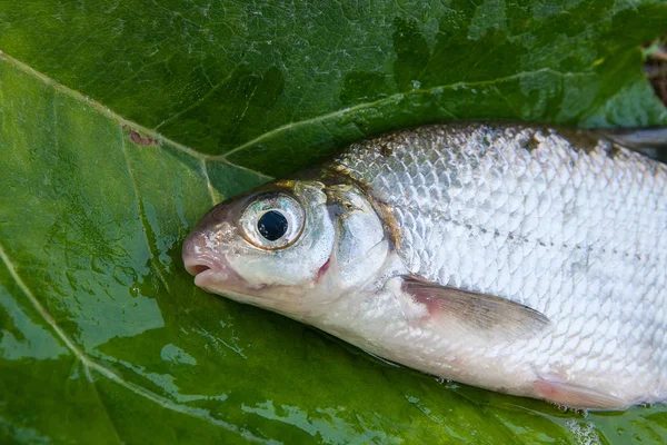 Widok jednego leszczyka biały lub srebrny ryby na na powierzchni — Zdjęcie stockowe