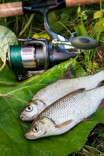 Tatlı su ortak çipura ve AK balık olta ile balık 