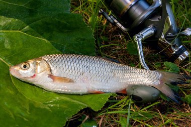 AK balık Balık ve olta ile reel görünümü 