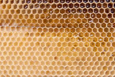 Arka plan olarak kadar Petek Bal ile görünümünü kapat