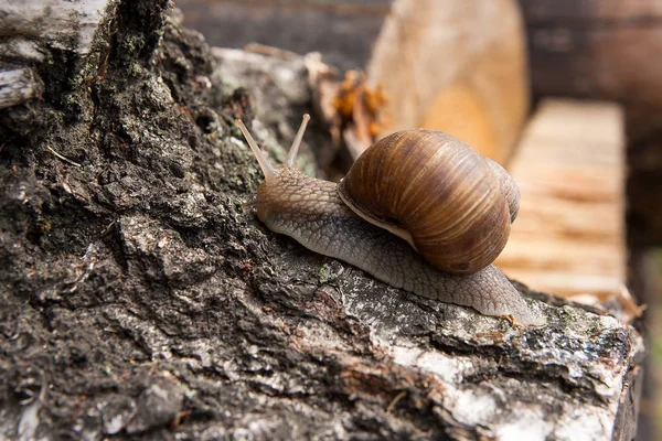 Burgundy snail (Helix, Roman snail, edible snail, escargot) craw — Stock Photo, Image