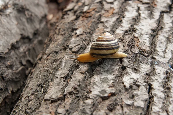 Small vivid Burgundy snail (Helix, Roman snail, edible snail, es — Stock Photo, Image