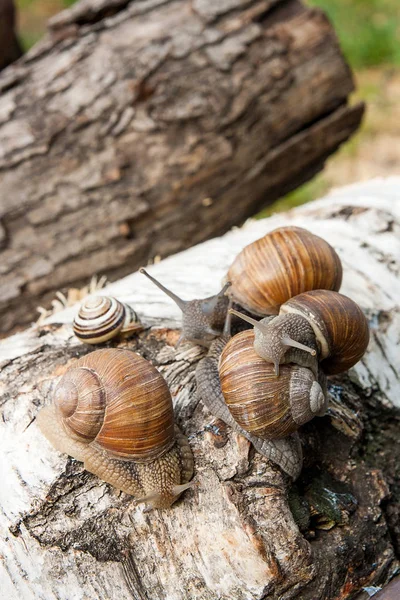 Группа больших бургундских улиток (Helix, Roman snail, edible snail , — стоковое фото