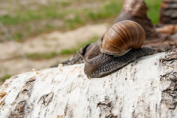 勃艮第蜗牛 （螺旋，罗马蜗牛，食用蜗牛，蜗牛） 嗉囊 — 图库照片