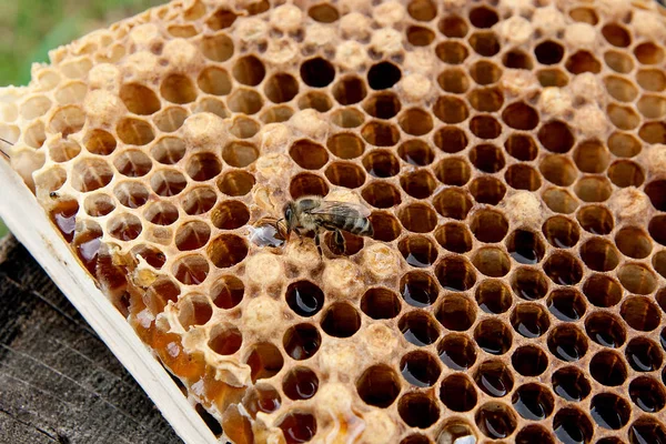 甘い本とハニカムで、働き蜂のビューをクローズ アップ — ストック写真