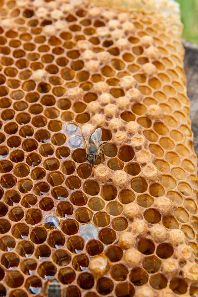 甘い本とハニカムで、働き蜂のビューをクローズ アップ — ストック写真