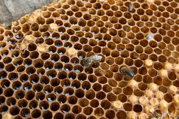 Vista da vicino dell'ape da lavoro sul favo con dolce tesoro — Foto Stock