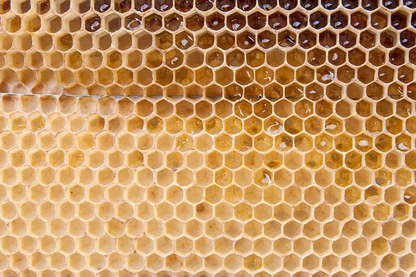 Arka plan olarak kadar Petek Bal ile görünümünü kapat