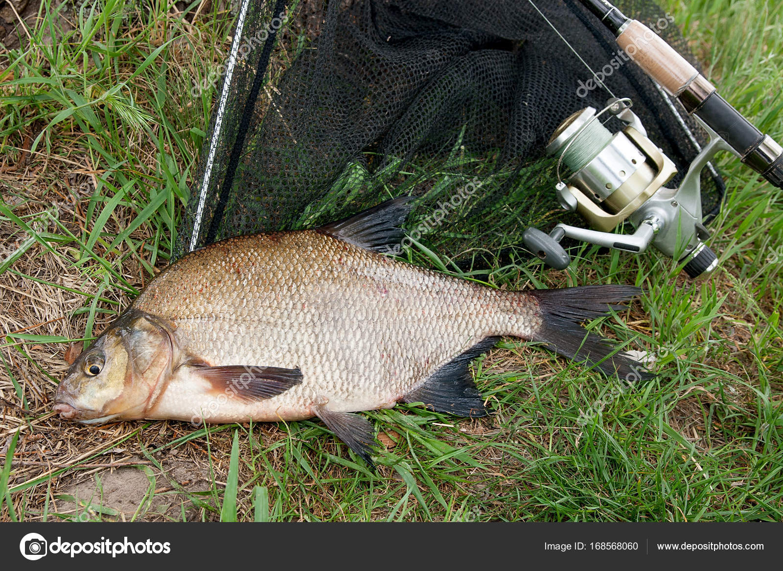 bream fishing rod and reel