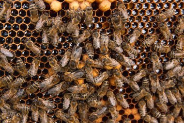 Arılar meşgul, petek üzerinde çalışma arıların görünümü kadar yakın.