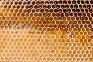 Arka plan olarak kadar Petek Bal ile görünümünü kapat