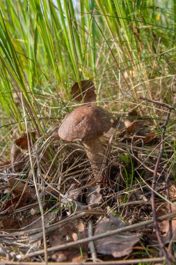 Bir yeşil yosun büyüyen orman mantar kahverengi kap çörek