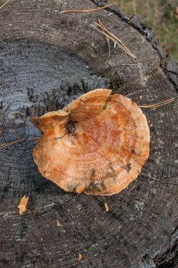 Doğal ahşap zemin üzerinde bir safran süt Cap