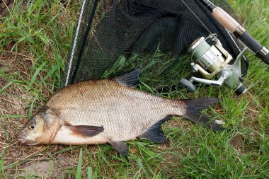 Tek tatlı su balığı ortak çipura ve olta ile reel üzerinde