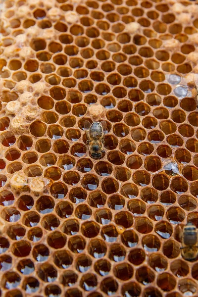 På nära håll beskåda av arbetande biet på honeycomb med söt hon — Stockfoto