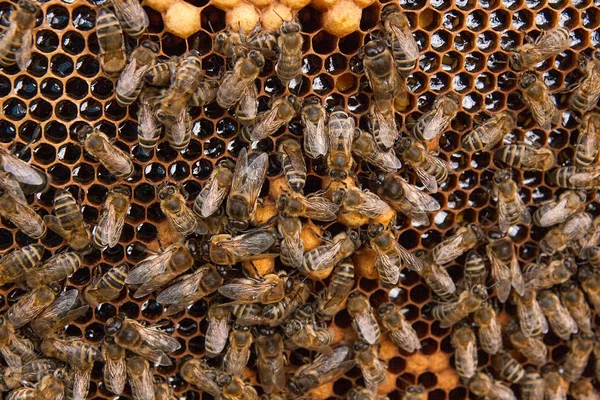 Arılar meşgul, petek üzerinde çalışma arıların görünümü kadar yakın.