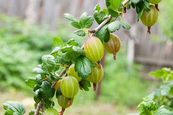 Ветвь крыжовника с зелеными ягодами и листьями в саду — стоковое фото
