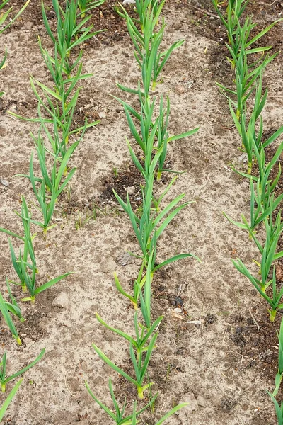 Jeune ail vert poussant dans le jardin. Récolte de printemps. Lignes i — Photo