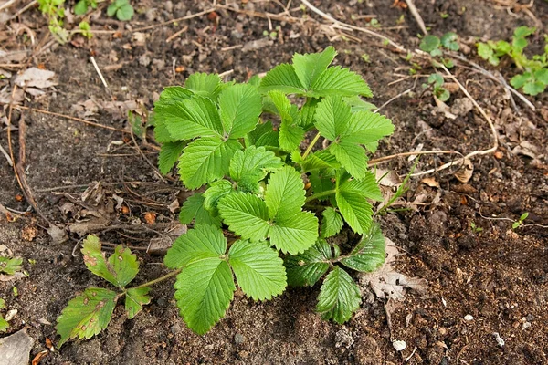Bahar zaman bahçede çilek genç yaprakları