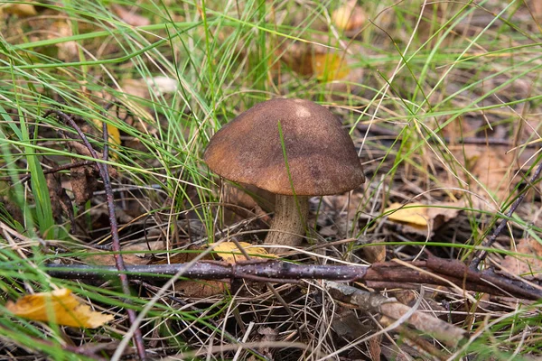 Ormanda büyüyen kahverengi kap çörek görünümünü kapat.