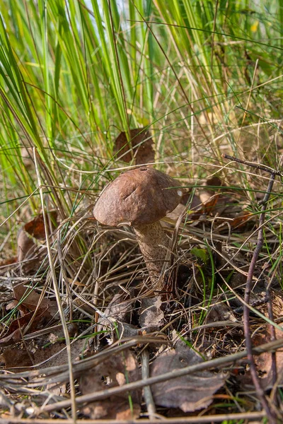 Bir yeşil yosun büyüyen orman mantar kahverengi kap çörek