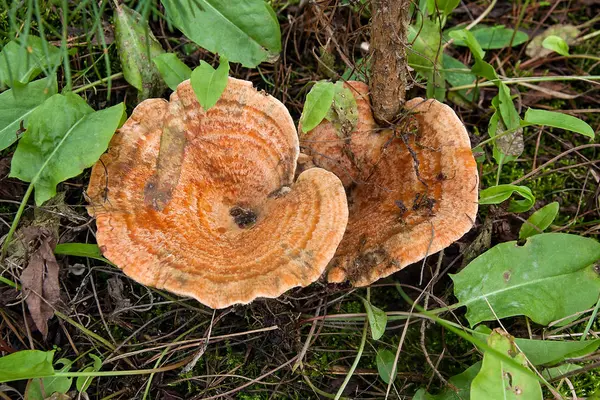 Лесные грибы Шафрановый молочный колпак растет в зеленом мхе . — стоковое фото