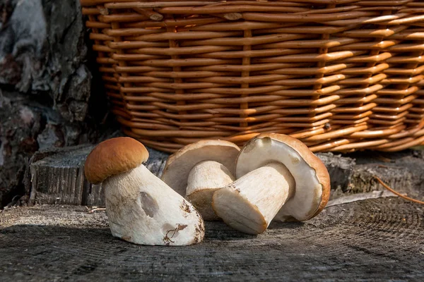 수확된 porcini 버섯의 그룹 (Boletus 새싹, porcino 또는 — 스톡 사진