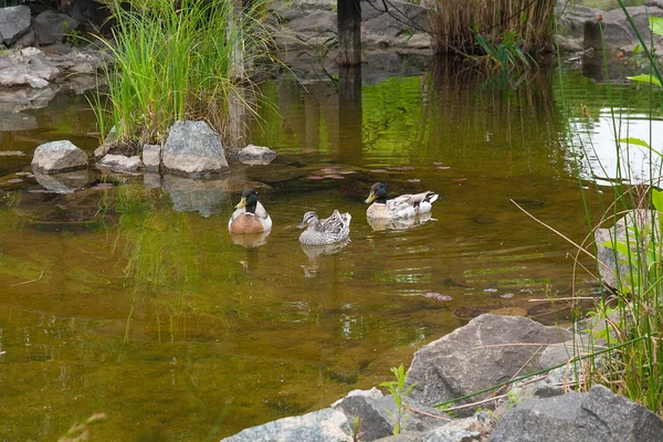 İki erkek yeşilbaş ördekler ve kadın yeşilbaş ördek bir pon üzerinde yüzen