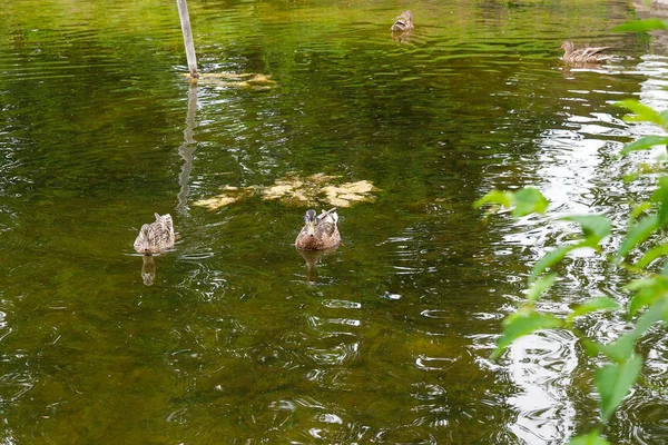 Yaz saati, bir su birikintisi üzerinde yüzen yeşilbaş ördekler grup.