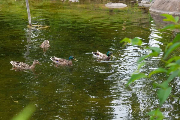 Groupe de canards colverts flottant sur un étang en été . — Photo