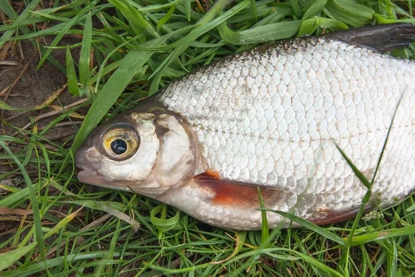 Nahaufnahme des Signals Brassen oder Silberfische auf der na — Stockfoto