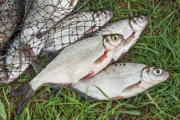 Pile of the white bream or silver fish and white-eye bream with — Stock Photo, Image