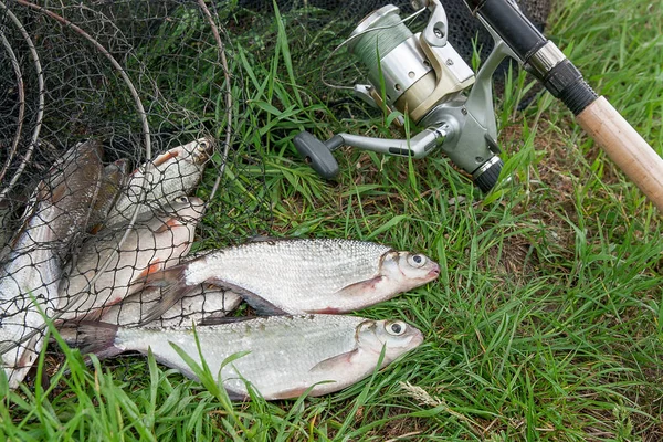 Дві прісноводні риби біло-оковий лящ і вудка з котушкою на — стокове фото