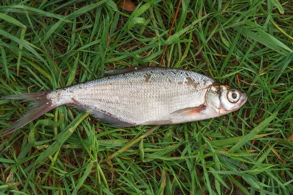 Zope única de peces de agua dulce o la dorada azul en la pesca negro n —  Fotos de Stock