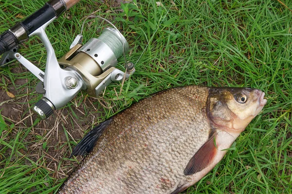 Close up view of big freshwater common bream and fishing rod wit