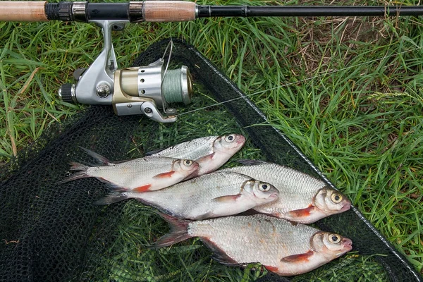 Beyaz çipura veya gümüş balık ve th üzerinde white-eye çipura yığını