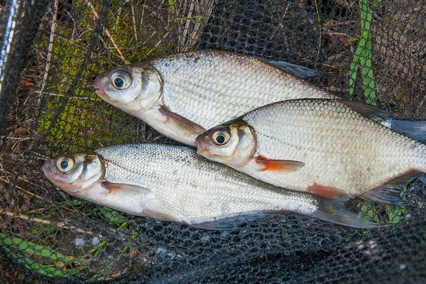 Diversi pesci d'acqua dolce: orata bianca o pesci d'argento, occhio bianco b — Foto Stock