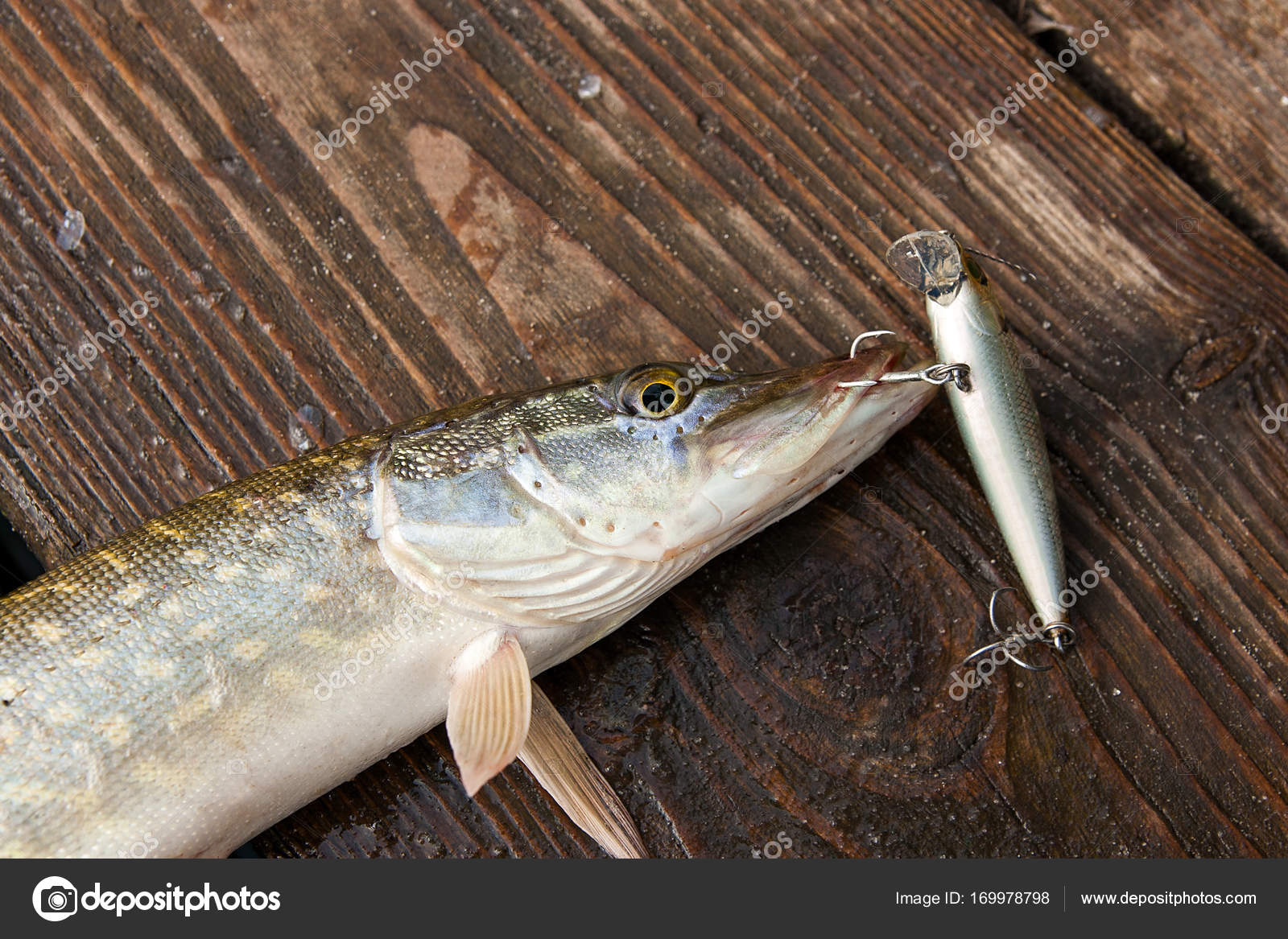 Close up view of big freshwater pike with fishing lure in mouth