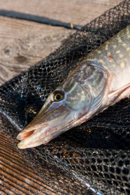 Siyah balık ağı üzerinde büyük tatlı su pike yalanların görünümü kadar kapatın