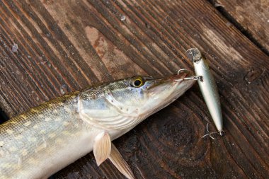 Büyük tatlı su pike balıkçılık cazibesine ağız ile görünümünü kapat 
