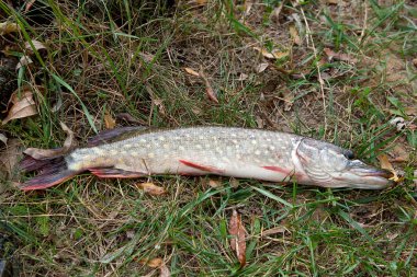 Yeşil çimenlerin üzerinde tatlı su pike balık yalanların görünümü kadar kapatın