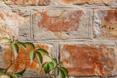 Bahçe yabani üzüm ile sonbahar yaprakları bir tuğla duvara.