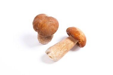 Boletus mantarı beyaz b izole olarak bilinen iki porcini mantar