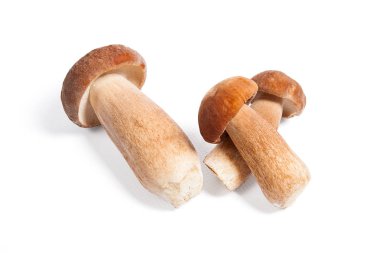 Boletus mantarı wh izole olarak bilinen birkaç porcini mantar