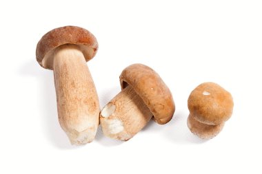 Boletus mantarı wh izole olarak bilinen birkaç porcini mantar